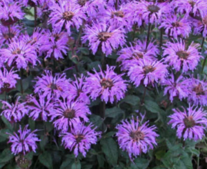 Blue Moon Bee Balm (monarda)