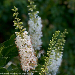 Clethra alnifolia 'Vanilla Spice' Summersweet