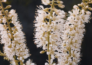 Clethra alnifolia 'Vanilla Spice' Summersweet