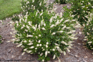 Clethra alnifolia 'Vanilla Spice' Summersweet