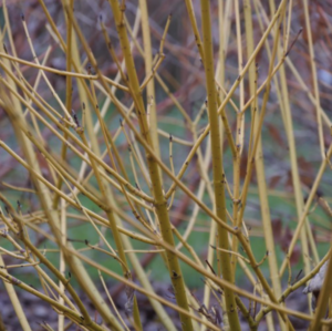 CORNUS STOLONIFERA 'ARCTIC FIRE YELLOW' (PW)