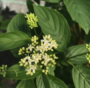 CORNUS STOLONIFERA 'ARCTIC FIRE YELLOW' (PW)