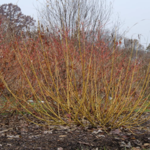 CORNUS STOLONIFERA 'ARCTIC FIRE YELLOW' (PW)