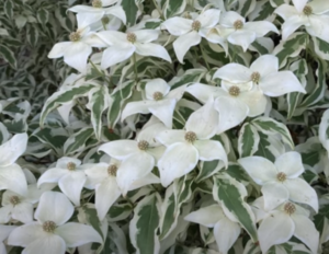 Cornus kousa 'Summer Fun' White Variegated Chinese Dogwood