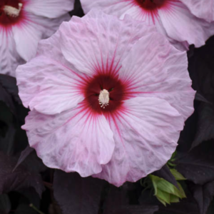 Dark Mystery Hibiscus