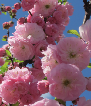 Double Flowering Almond, tree-form, prunus triloba var. multiplex