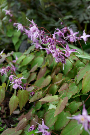 Epimedium grandiflorum LILAFEE