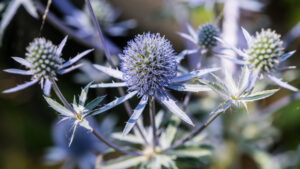 Eryngium planum 'Blue Hobbit'