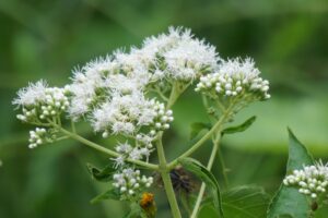 Eupatorium perfoliatum (common boneset)