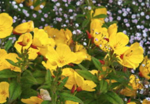 'Evening Sun' Evening Primrose (Ozark Sundrop) oenothera