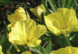 'Evening Sun' Evening Primrose (Ozark Sundrop) oenothera