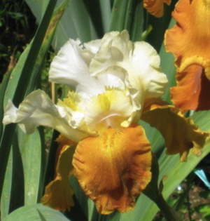 Fall Fiesta German Iris