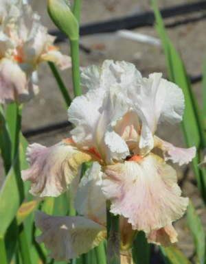 Frappe German Iris