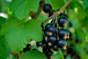 black currant