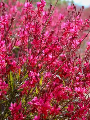 Gaura l. WHISKERS DEEP ROSE