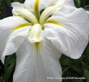 Gold Bound Japanese Iris