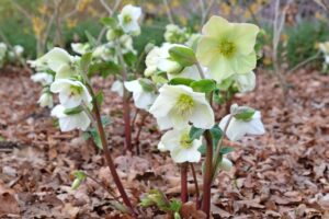 Helleborus x g. HGC ICE N' ROSES WHITE