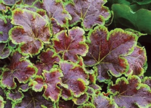 Heucherella 'Solar Eclipse' Foaming Bells