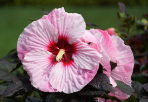 Hibiscus PERFECT STORM (PW)