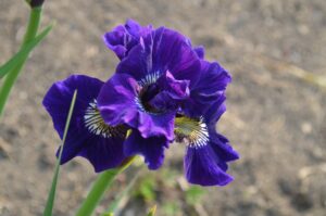 Kaboom Siberian Iris