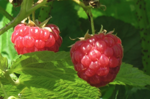 Killarney Raspberry