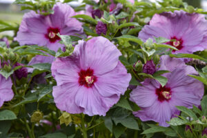 Lilac Crush Hibiscus