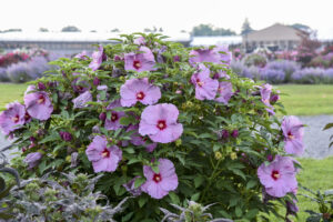 Lilac Crush Hibiscus