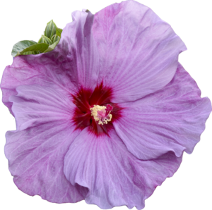 Lilac Crush Hibiscus