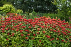 Jacob Cline bee balm