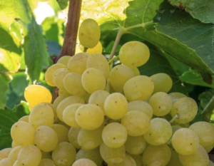 Osceola Muscat Grapes