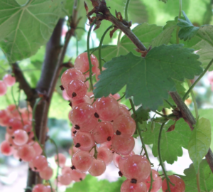 Pink Champagne Currants