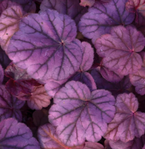 'Pink Panther' Coral Bells (Heuchera)