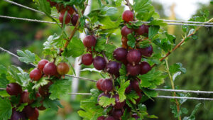 Hinnonmaki Red Gooseberry