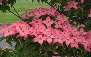 Scarlet Fire Dogwood (Cornus kousa 'Rutpink')