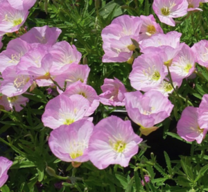 'Siskiyou' Evening Primrose oenothera speciosa