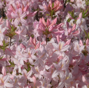 White Lights Azalea