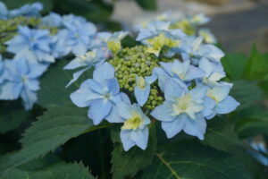 Hydrangea ser. TUFF STUFF AH-HA (P.W.)