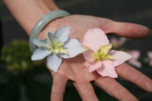 Hydrangea ser. TUFF STUFF AH-HA (P.W.)